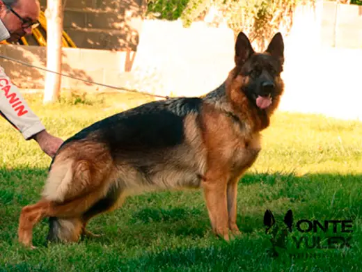 Bohemia de Monte Yulex Criador de pastores alemanes en España